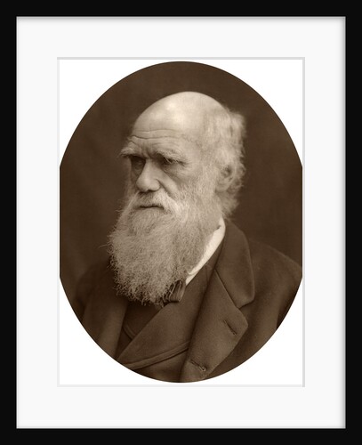 Charles Darwin by Lock & Whitfield