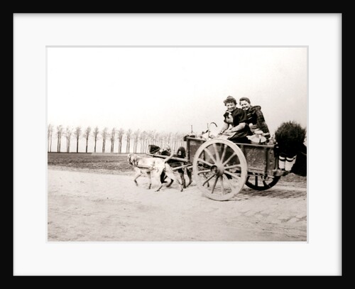 Dogs pulling women on a cart, Antwerp by James Batkin