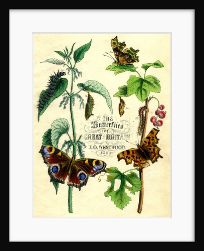 The Butterflies of Great Britain by Anonymous