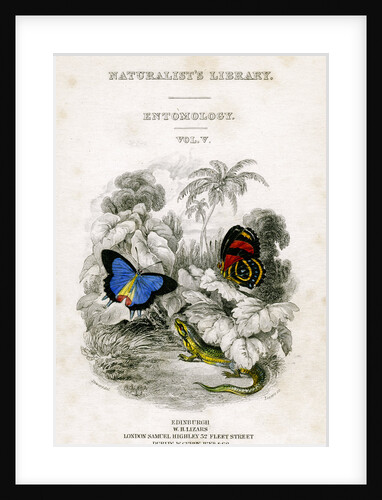 'The Naturalist's Library, Entomology, Vol V', Butterflies by William Home Lizars