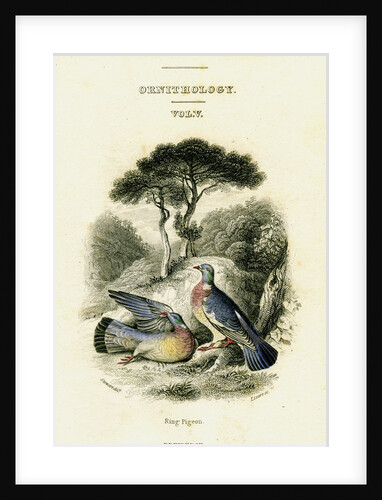The Naturalist's Library, Ornithology Vol V, Ring Pigeon by William Home Lizars