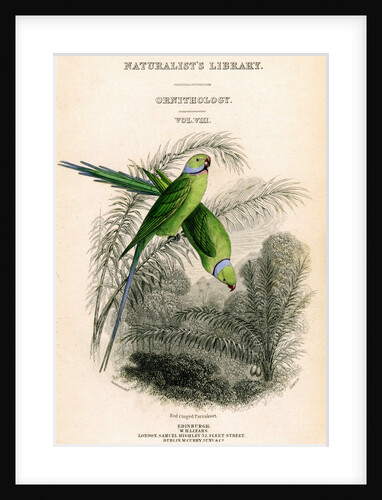 The Naturalist's Library, Ornithology Vol VIII, Red ringed Parrakeet by William Home Lizars