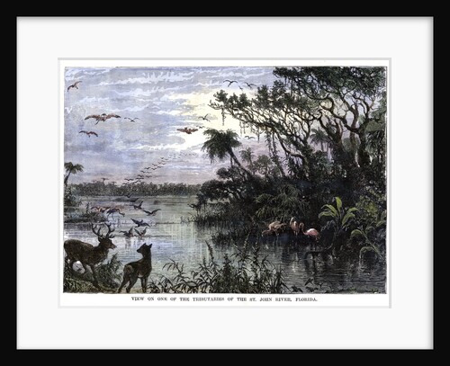 View on one of the Tributaries of the St John River, Florida by Anonymous