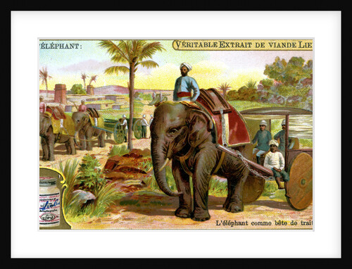 The Elephant as draught animal by Anonymous