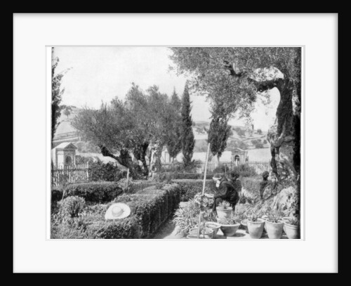 The Garden of Gethsemane, Palestine by John L Stoddard
