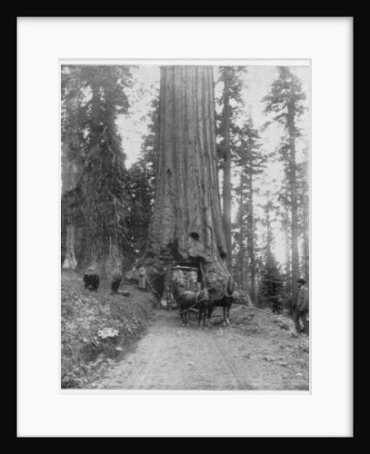Road going through a Giant Sequoia, Mariposa Grove, Wawona, California by John L Stoddard
