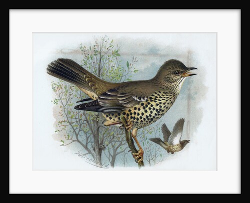 Missel Thrush by Henrik Gronvold