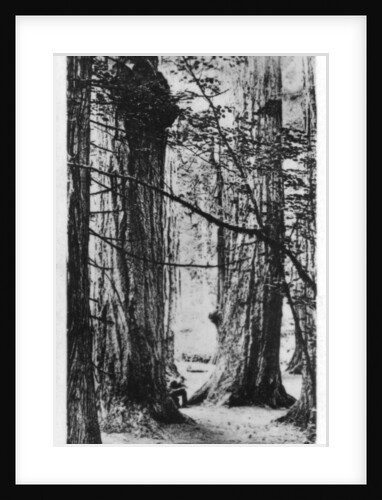 Stanley Park, Vancouver, Canada by Anonymous