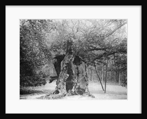 The 'Shambles' Oak, Sherwood Forest by Anonymous