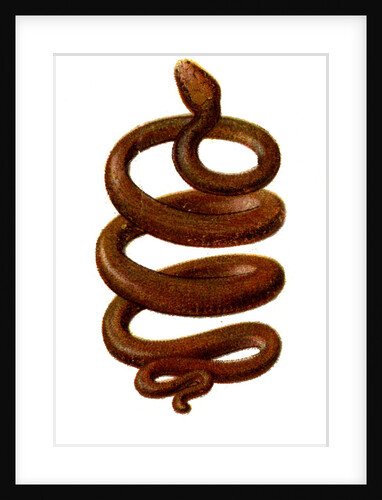 The Serpent by Anonymous