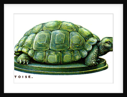 The Tortoise by Anonymous