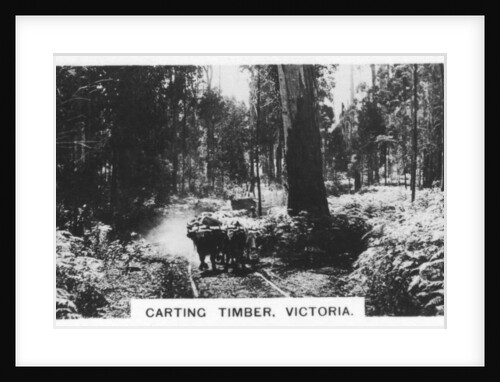 Carting timber, Victoria, Australia by Anonymous