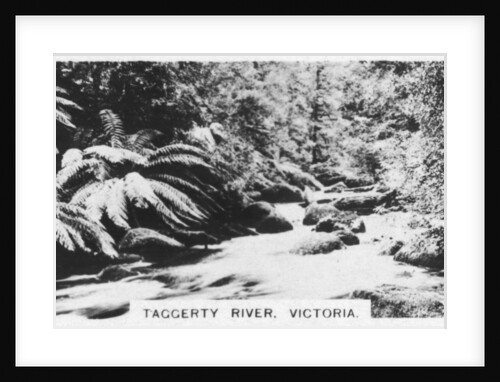 Taggerty River, Victoria, Australia by Anonymous