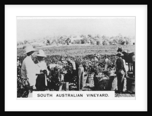 South Australian vineyard by Anonymous