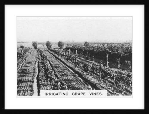 Irrigating grape vines, Australia by Anonymous