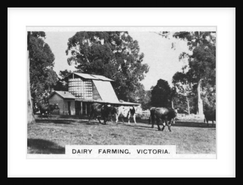 Dairy farming, Victoria, Australia by Anonymous
