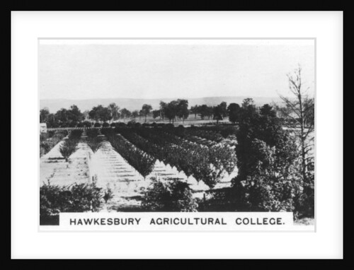 Hawkesbury Agricultural College, New South Wales, Australia by Anonymous