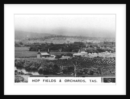 Hop fields and orchards, Tasmania, Australia by Anonymous