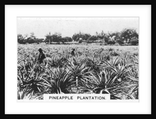 Pineapple plantation, Australia by Anonymous