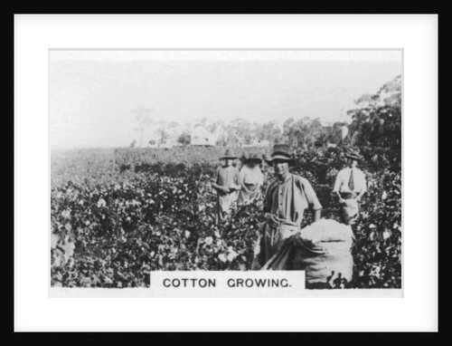 Cotton picking, Australia by Anonymous
