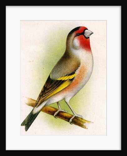A goldfinch-bullfinch hybrid by Anonymous