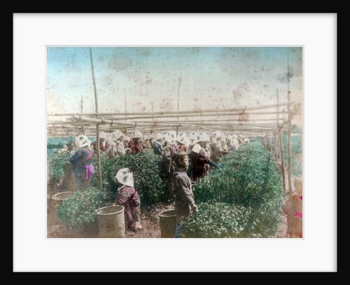 Tea picking, Japan by Anonymous