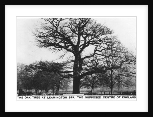 The oak at Leamington Spa, the supposed centre of England by Anonymous