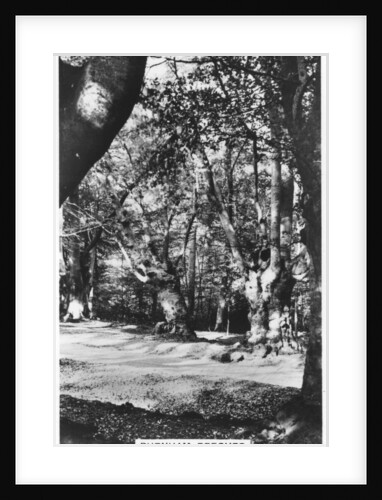 Burnham Beeches, Buckinghamshire by Anonymous