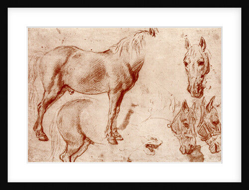 Studies of Horses by Peter Paul Rubens