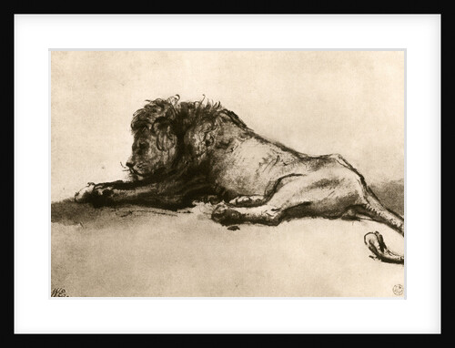 Study of a Lion by Rembrandt Harmensz van Rijn