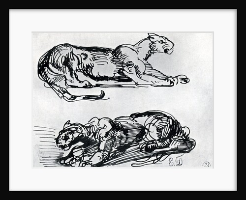 Studies of Panthers by Eugène Delacroix