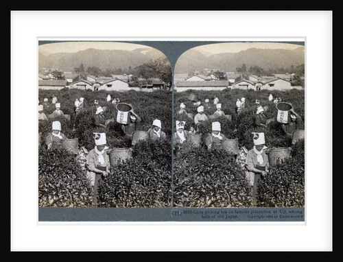 Girls picking tea on the famous plantation at Uji, Japan by Underwood & Underwood
