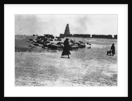 Sheep grazing outside Samarra, Mesopotamia by Anonymous