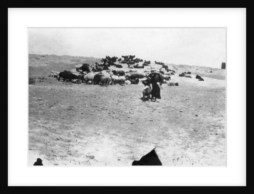 Sheep grazing outside Samarra, Mesopotamia by Anonymous