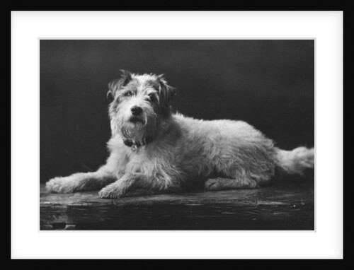 Caesar, King Edward's favourite dog by Anonymous