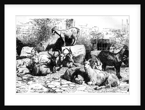 Goats of the Roman countryside, Italy by J Cauchard