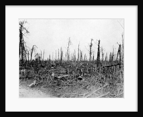 A wood in the Somme area, France by Anonymous