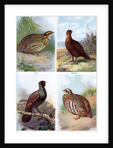 Game birds from Harmsworth Natural History by Richard Lydekker