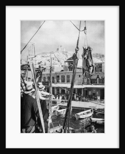 The shipping of mules, Syros Island, Greece by Martin Hurlimann