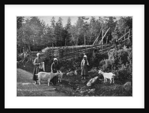 Goat farming in Dalarna, Sweden by Wald Zachrisson