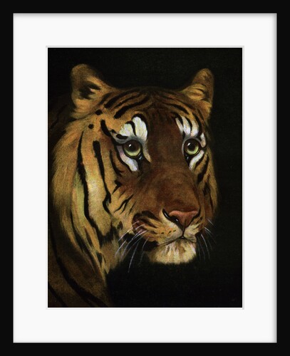 Tiger study by Anonymous
