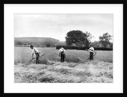Harvesting hay by Anonymous