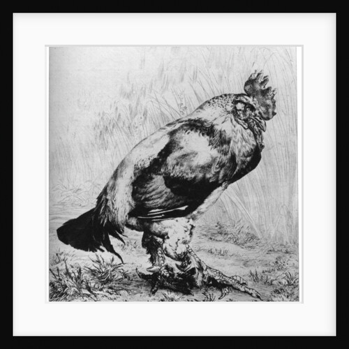 La Coq by Felix Bracquemond