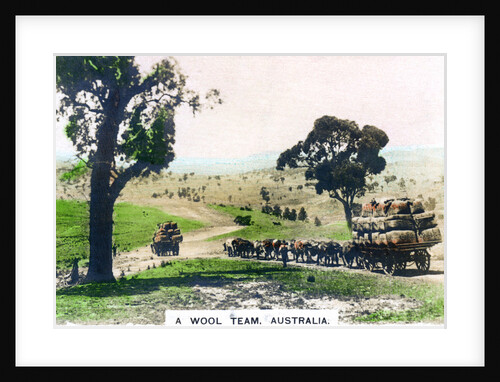 A wool team, Australia by Cavenders Ltd