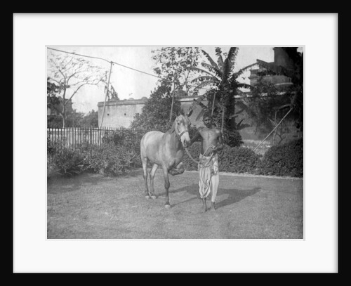 Man with a horse, Alipore, India by FL Peters