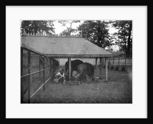 Elephants, Alipore, India by FL Peters