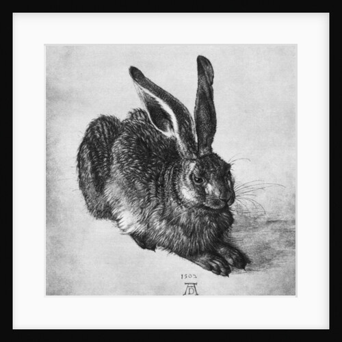 Hare by Albrecht Dürer