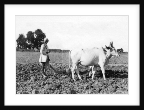 Ploughing in India by Anonymous