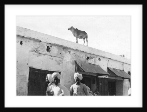 A cow on the roof of a building, Nowshera, India by Anonymous
