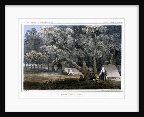 A Cotton Wood Grove by John Mix Stanley